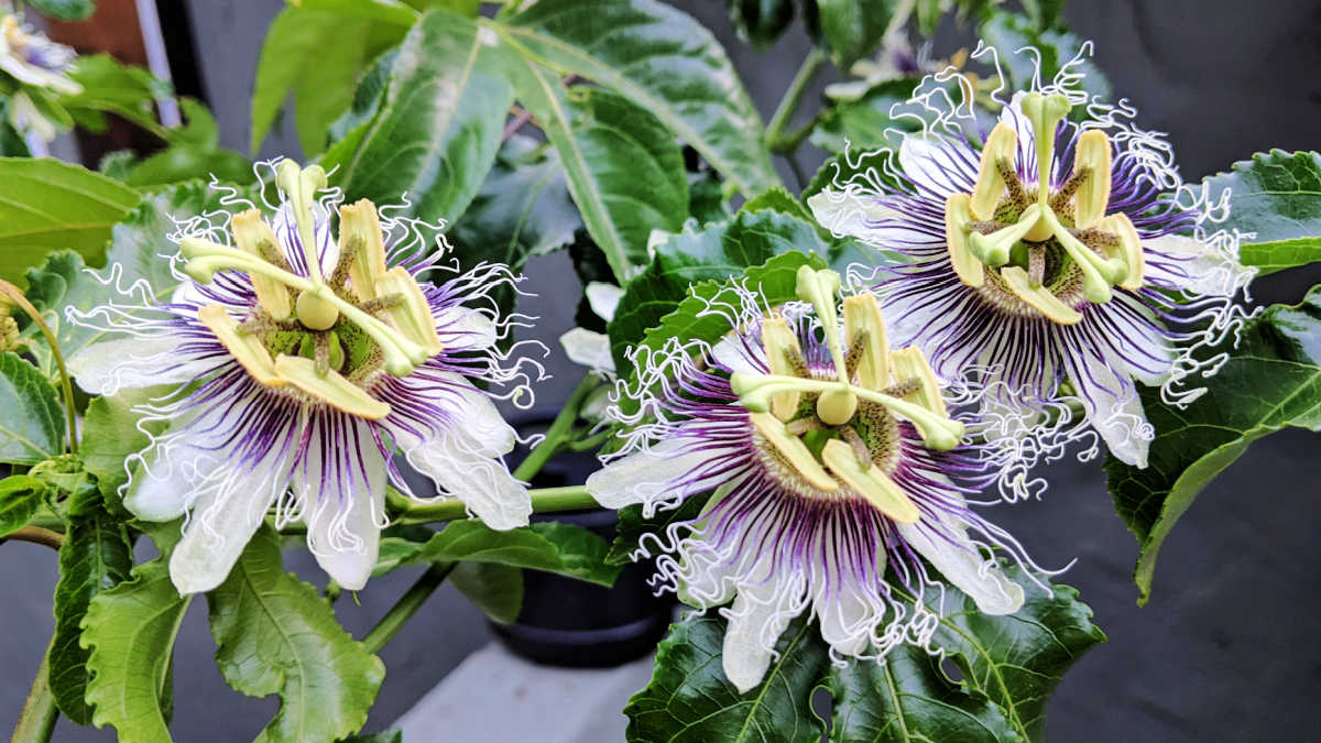 passion fruit flowers zone 10b
