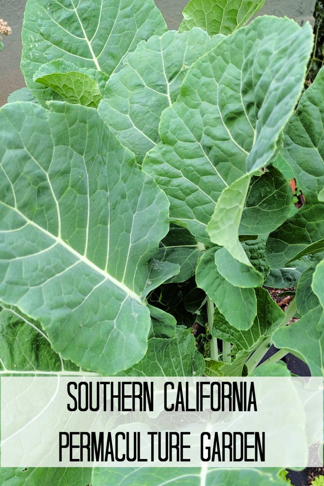 Welcome to my Southern California permaculture garden! Learn how I grow unique fruits, vegetables, and herbs year-round for fresh, seasonal recipes.