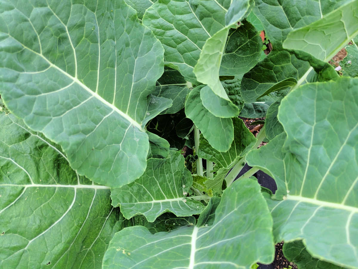 perennial tree collards