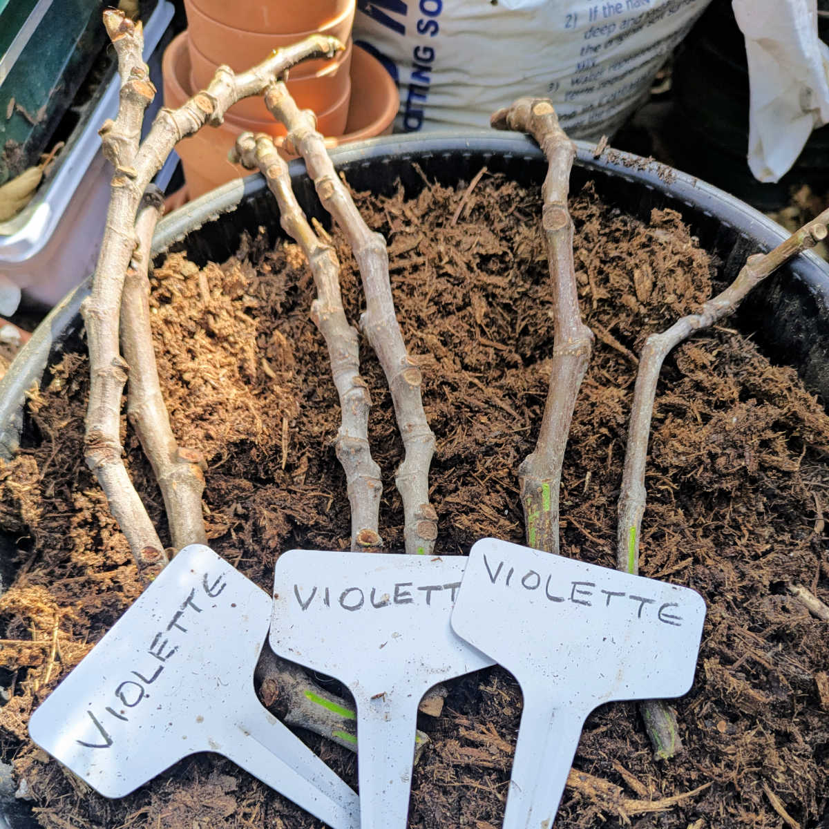 preparing fig scions for rooting