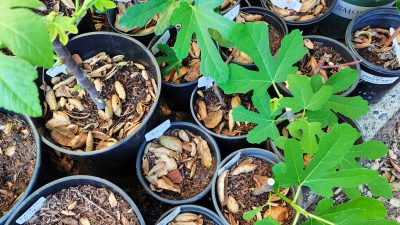 propagating fig trees from cuttings