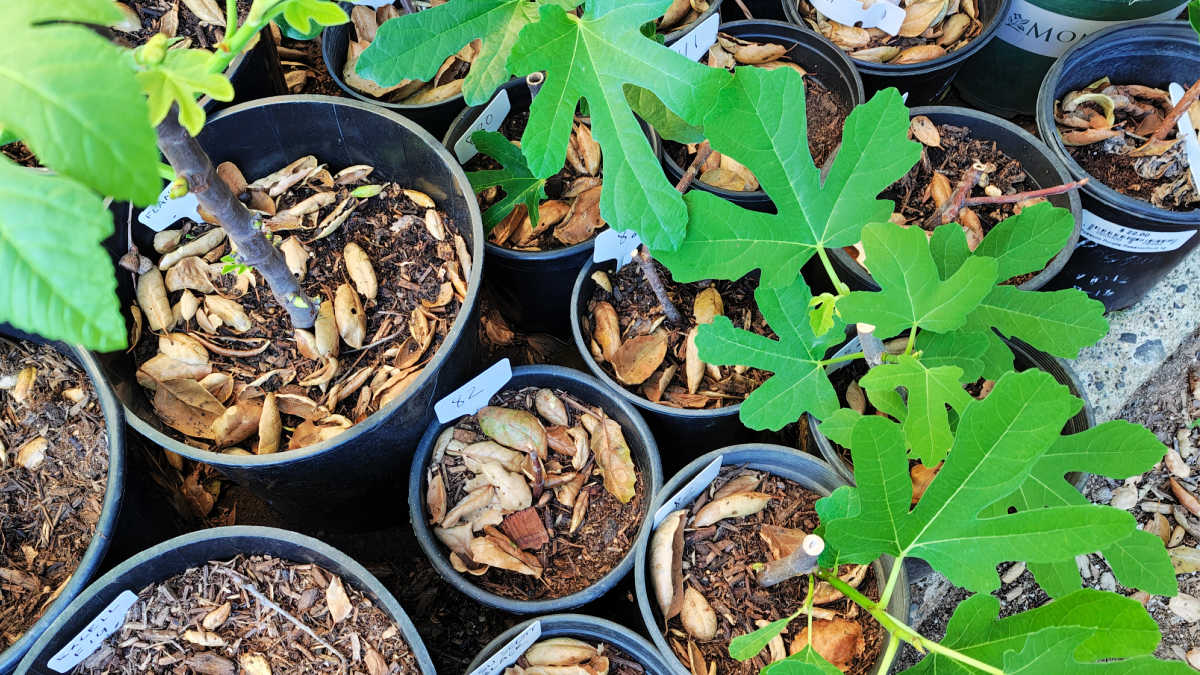 propagating fig trees from cuttings