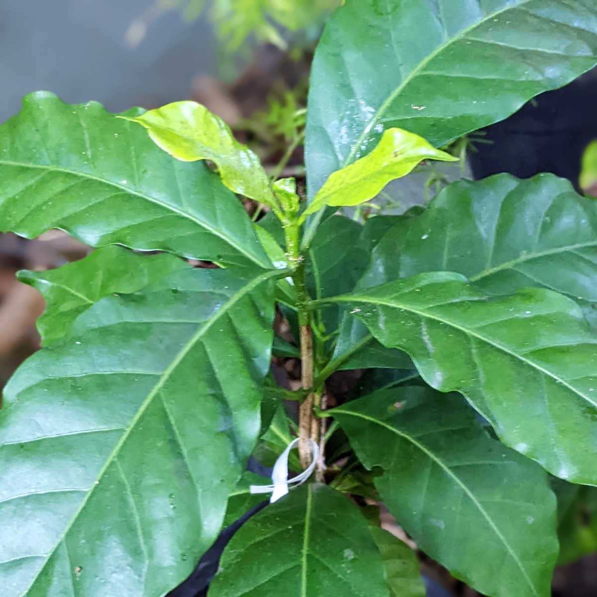 shade grown coffee plant