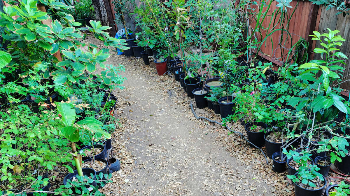 southern california permaculture garden food forest