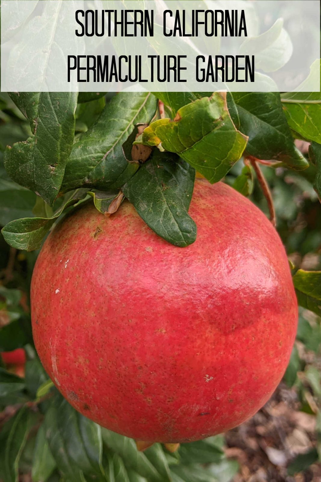 Welcome to my Southern California permaculture garden! Learn how I grow unique fruits, vegetables, and herbs year-round for fresh, seasonal recipes.