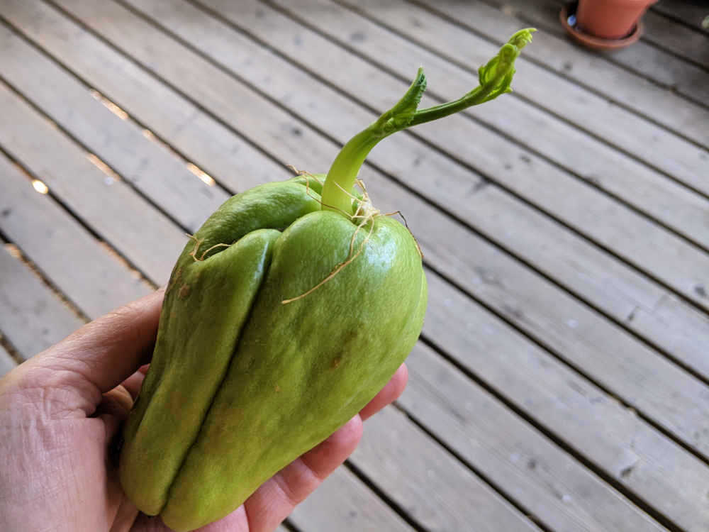 sprouted chayote ready to plant