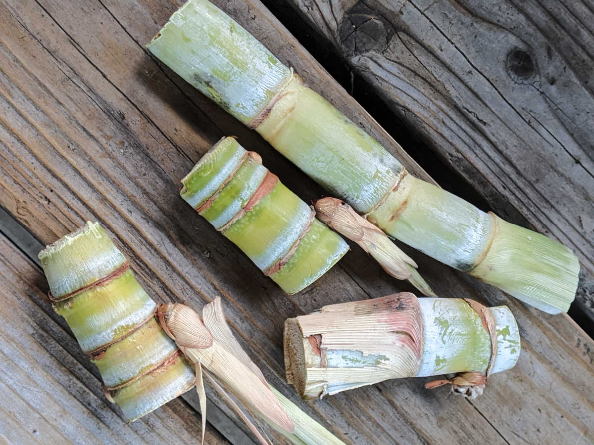 sugarcane cuttings for planting