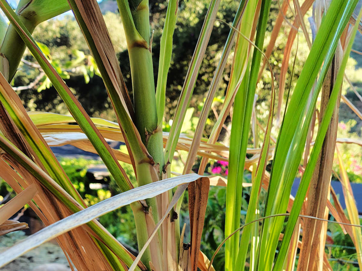 sugarcane plant