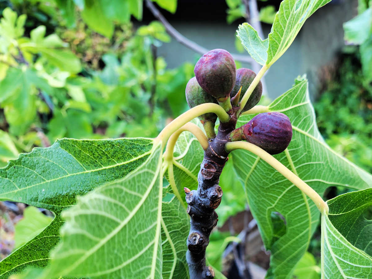vdb figs on fig tree