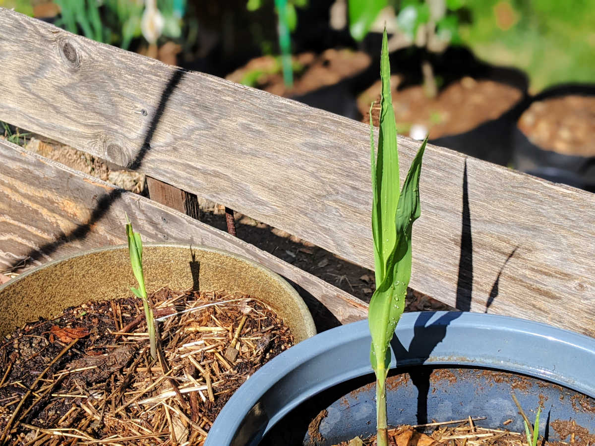 young sugarcane plants