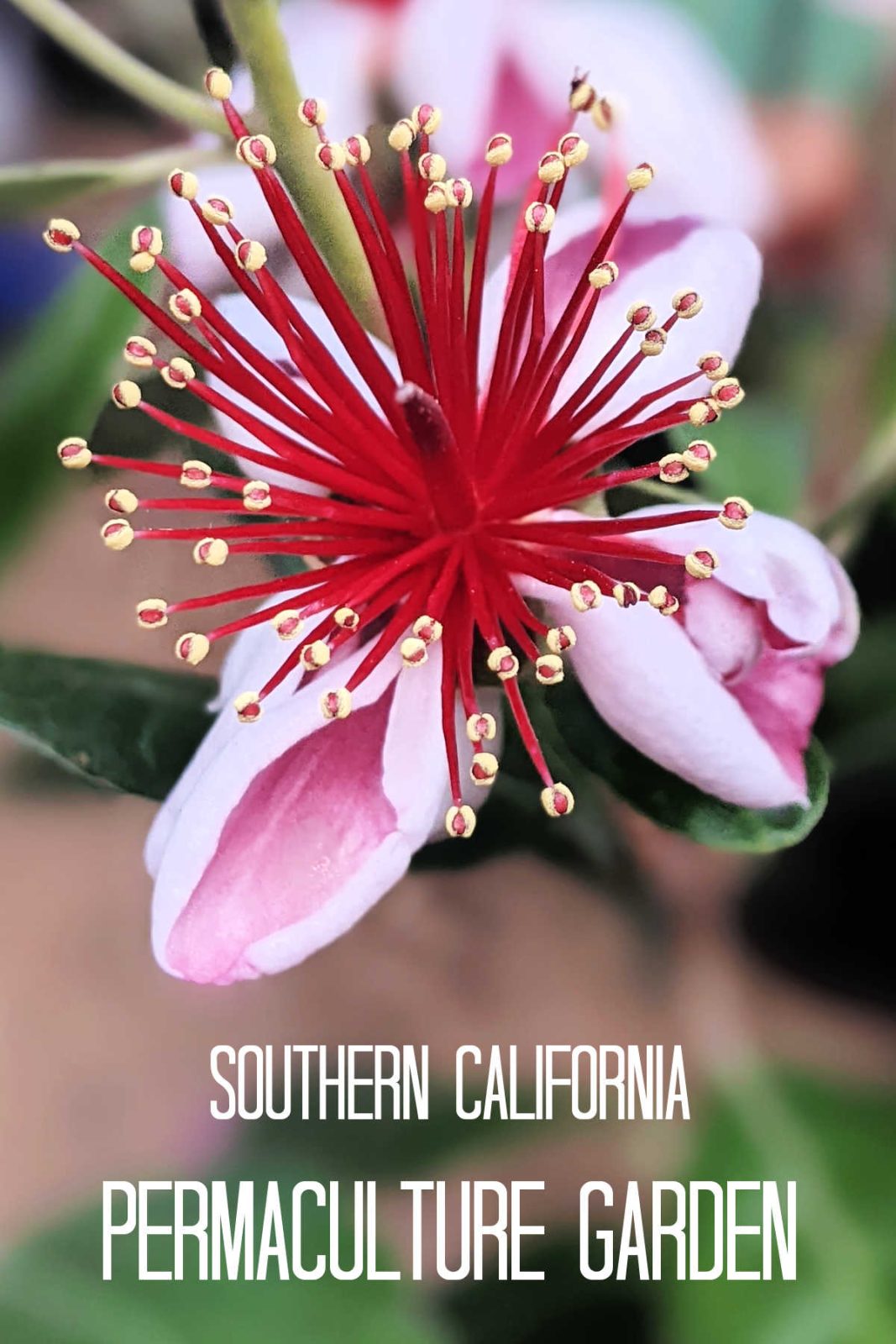 Welcome to my Southern California permaculture garden! Learn how I grow unique fruits, vegetables, and herbs year-round for fresh, seasonal recipes.