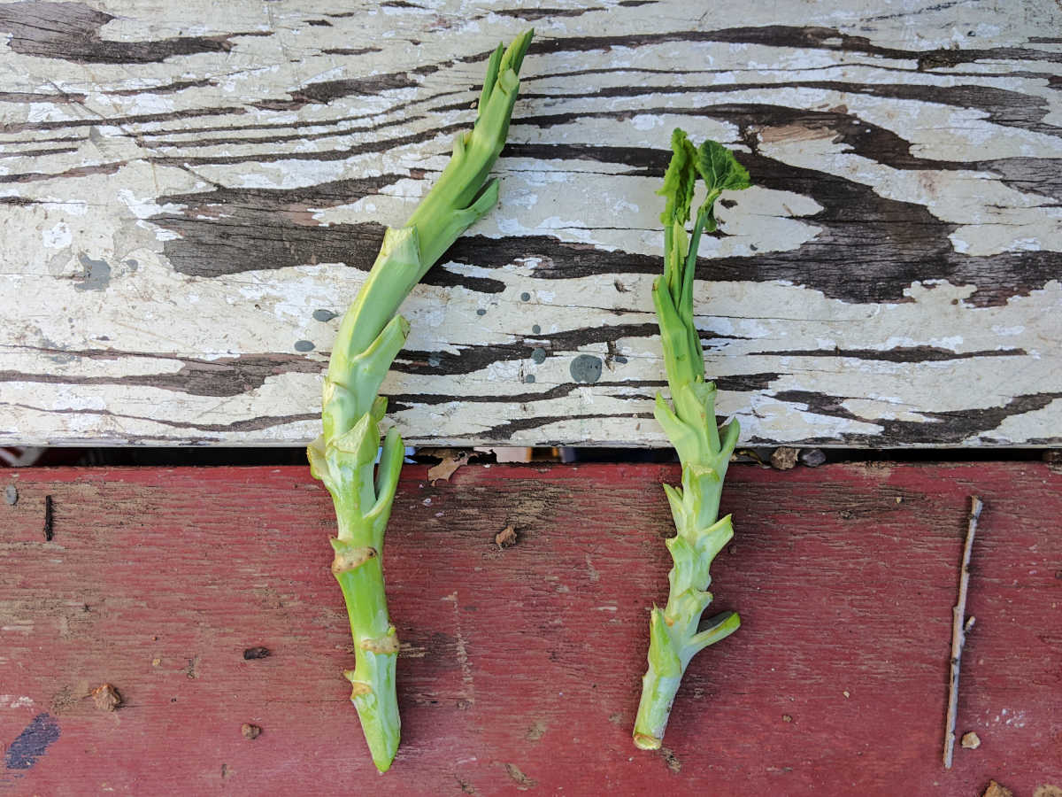 cuttings from tree collard