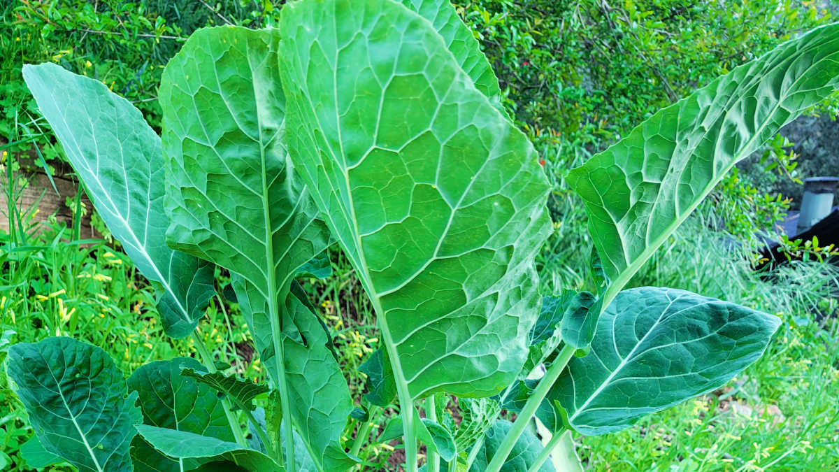 perennial tree collards