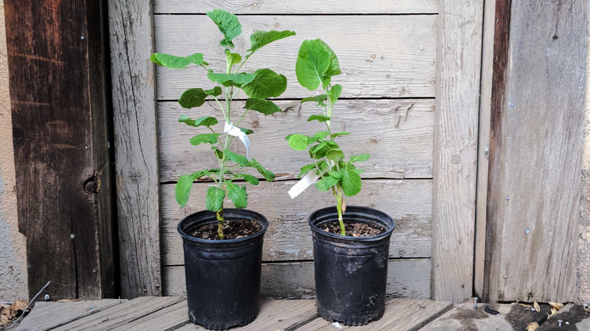 potted tree collard plants