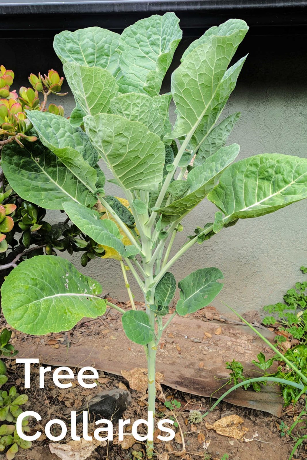 Discover how to grow perennial tree collards for year-round leafy greens in Zone 10b. Learn easy propagation from cuttings, care tips, and how to harvest delicious, non-bitter greens.