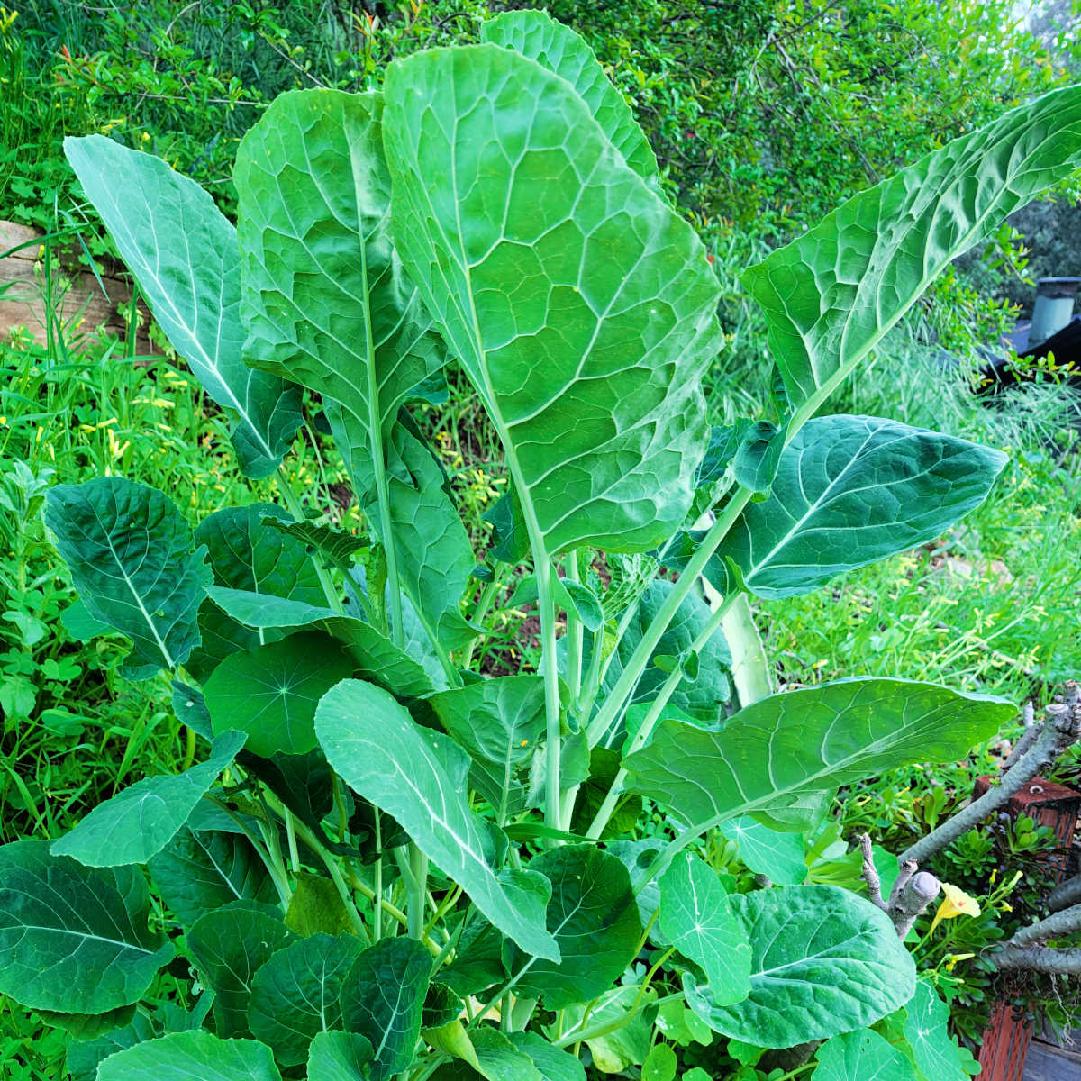 tree collards plant