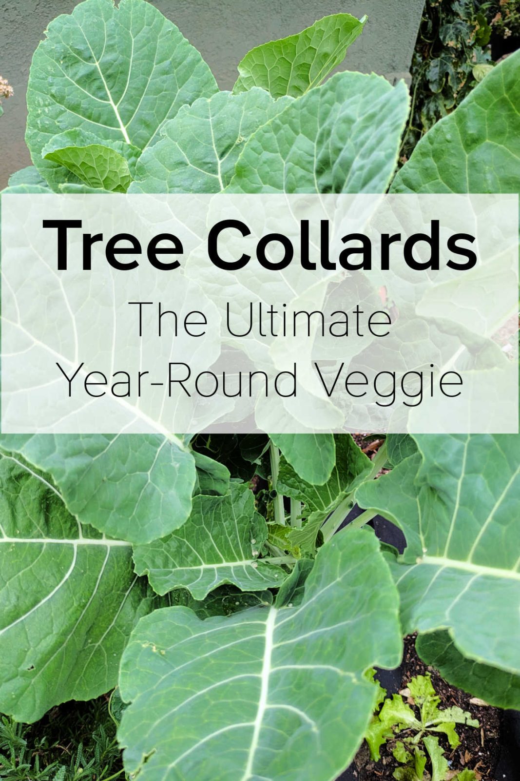 Discover how to grow perennial tree collards for year-round leafy greens in Zone 10b. Learn easy propagation from cuttings, care tips, and how to harvest delicious, non-bitter greens.