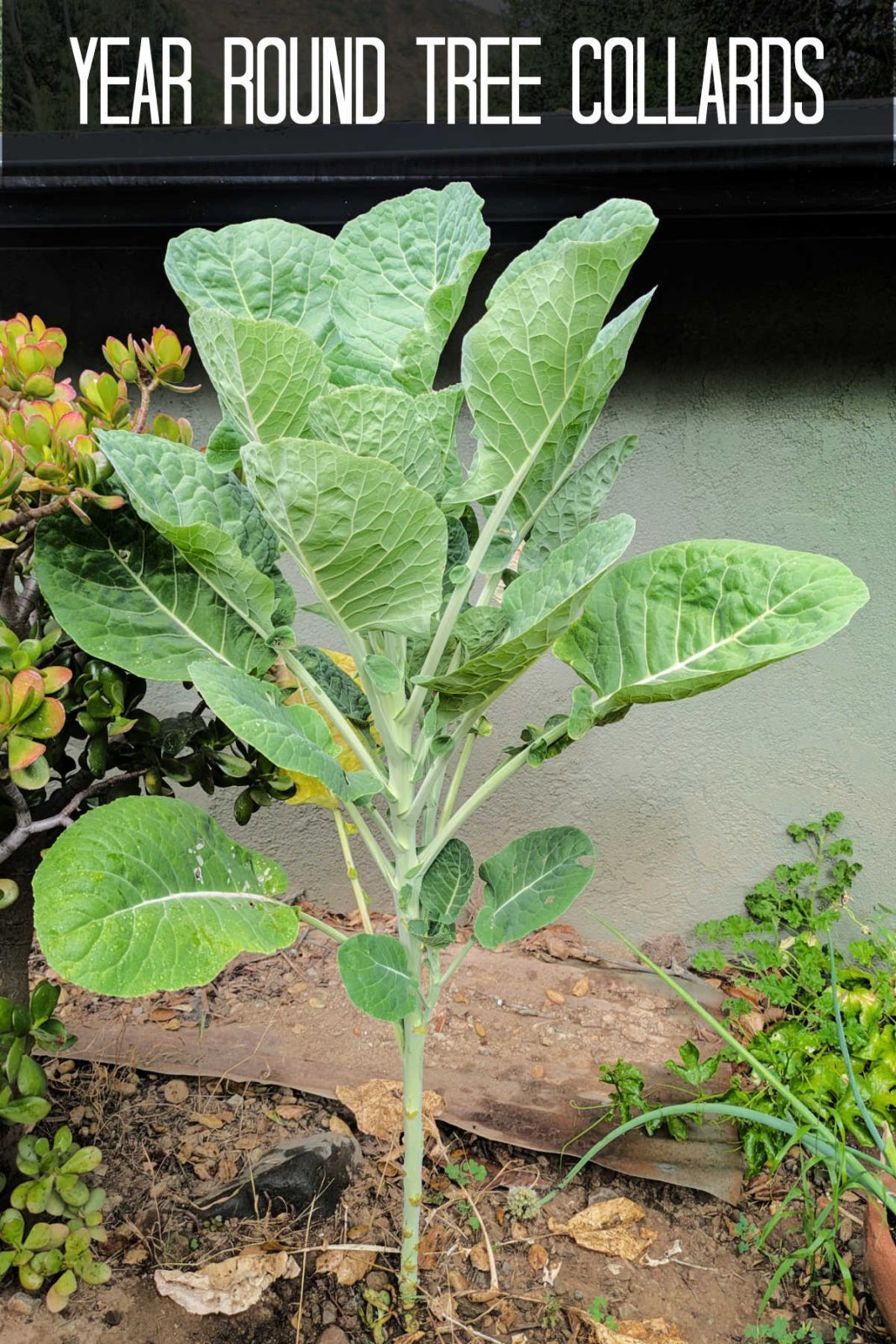 Discover how to grow perennial tree collards for year-round leafy greens in Zone 10b. Learn easy propagation from cuttings, care tips, and how to harvest delicious, non-bitter greens.