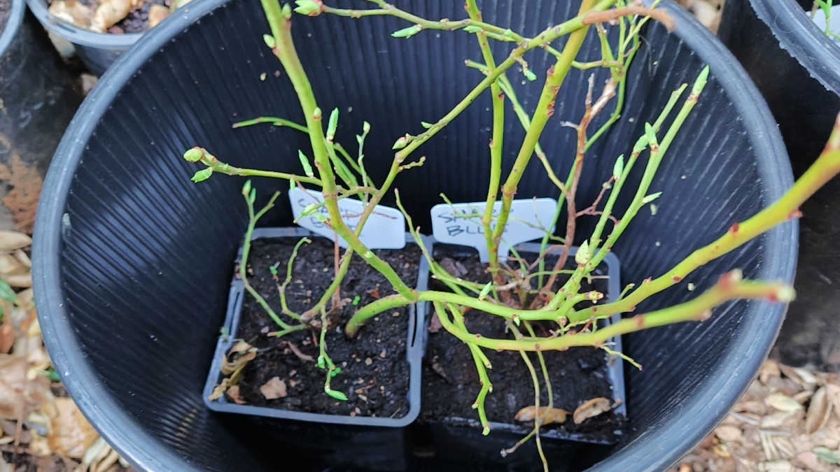 bareroot blueberry plants