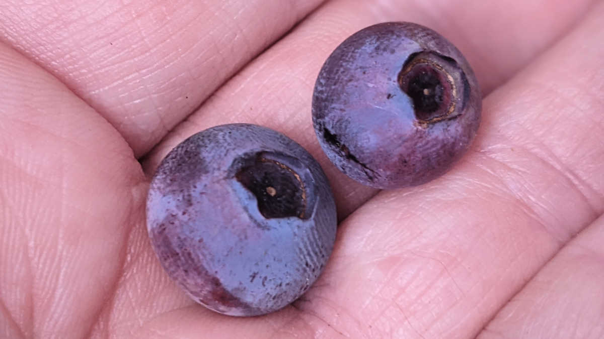 blueberries grown in southern california