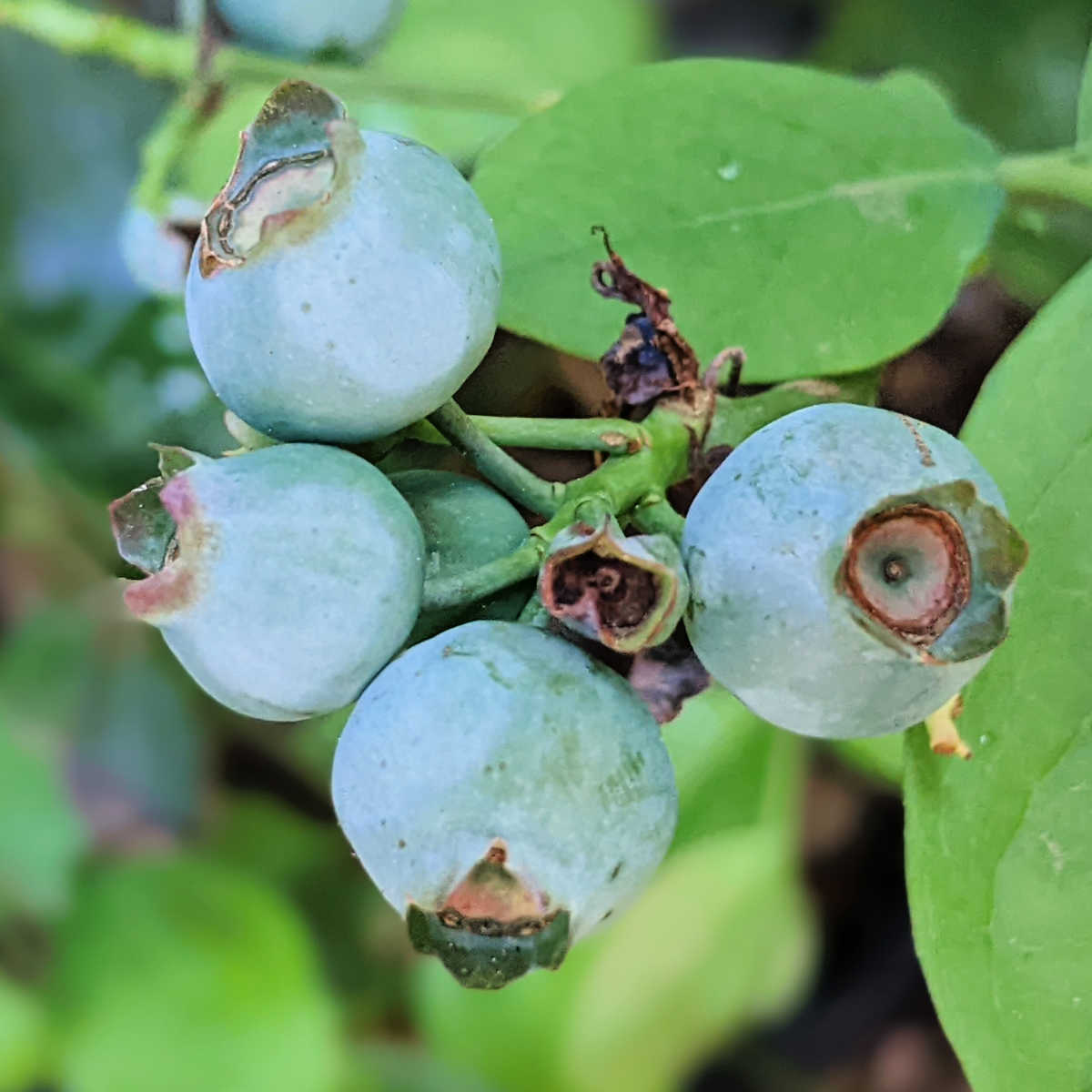 blueberries not quite ripe