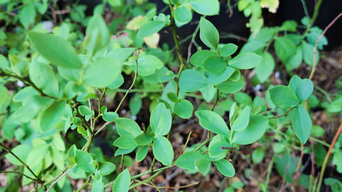 blueberry plants growing in california