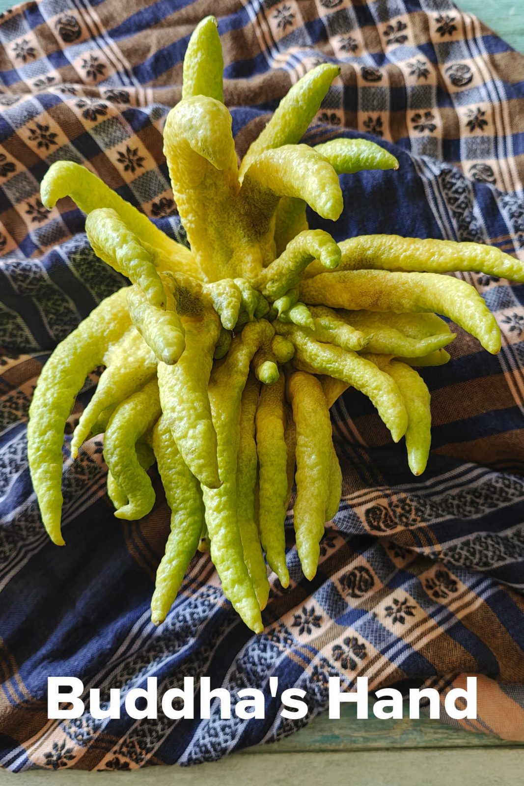 buddhas hand citron