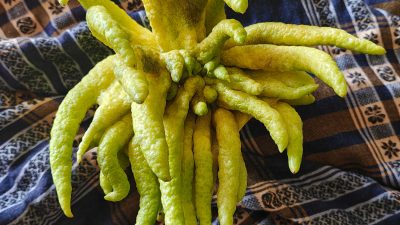 citron fruit buddhas hand