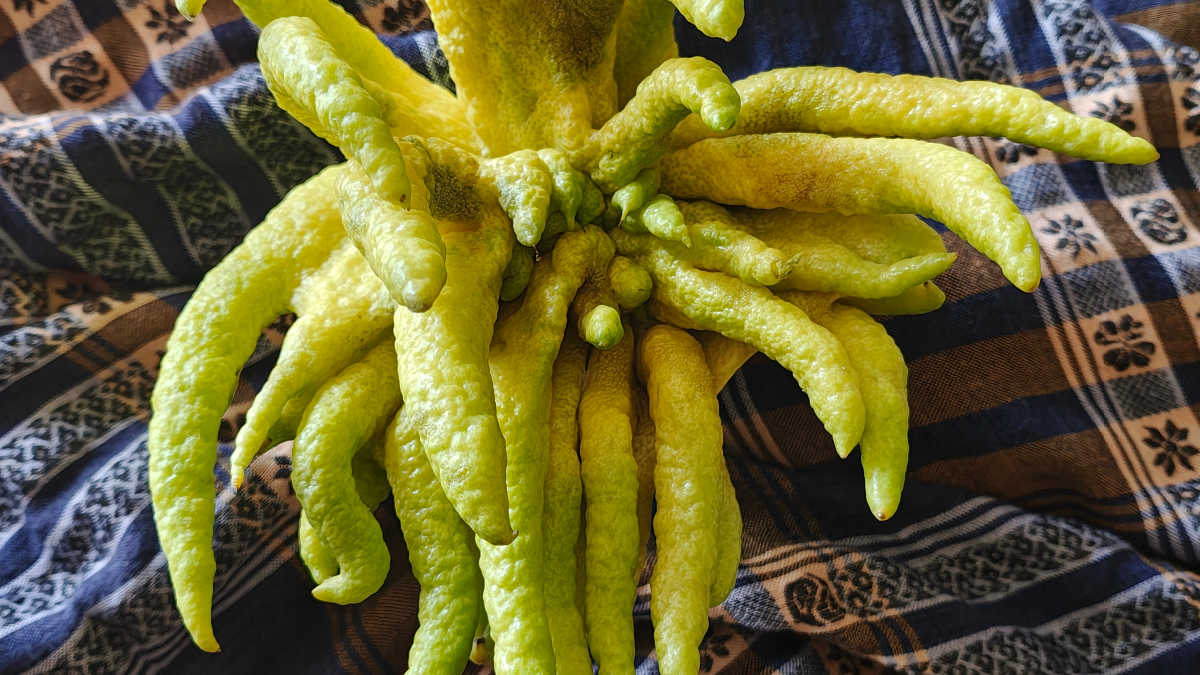 citron fruit buddhas hand