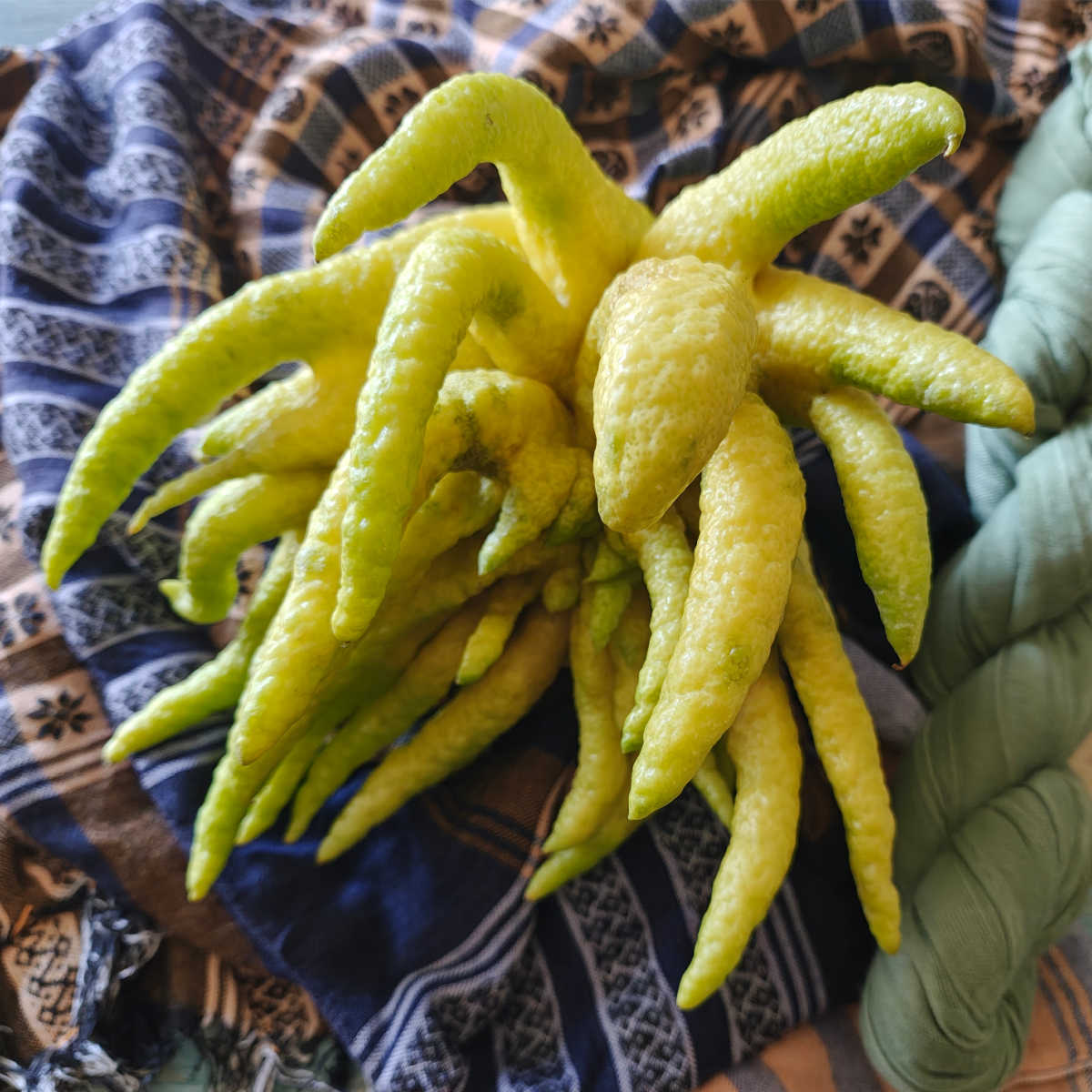 citrus buddhas hand citron