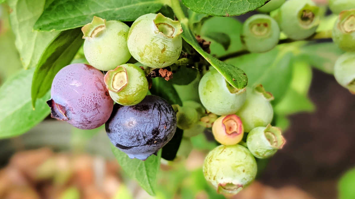 grow blueberries in southern california