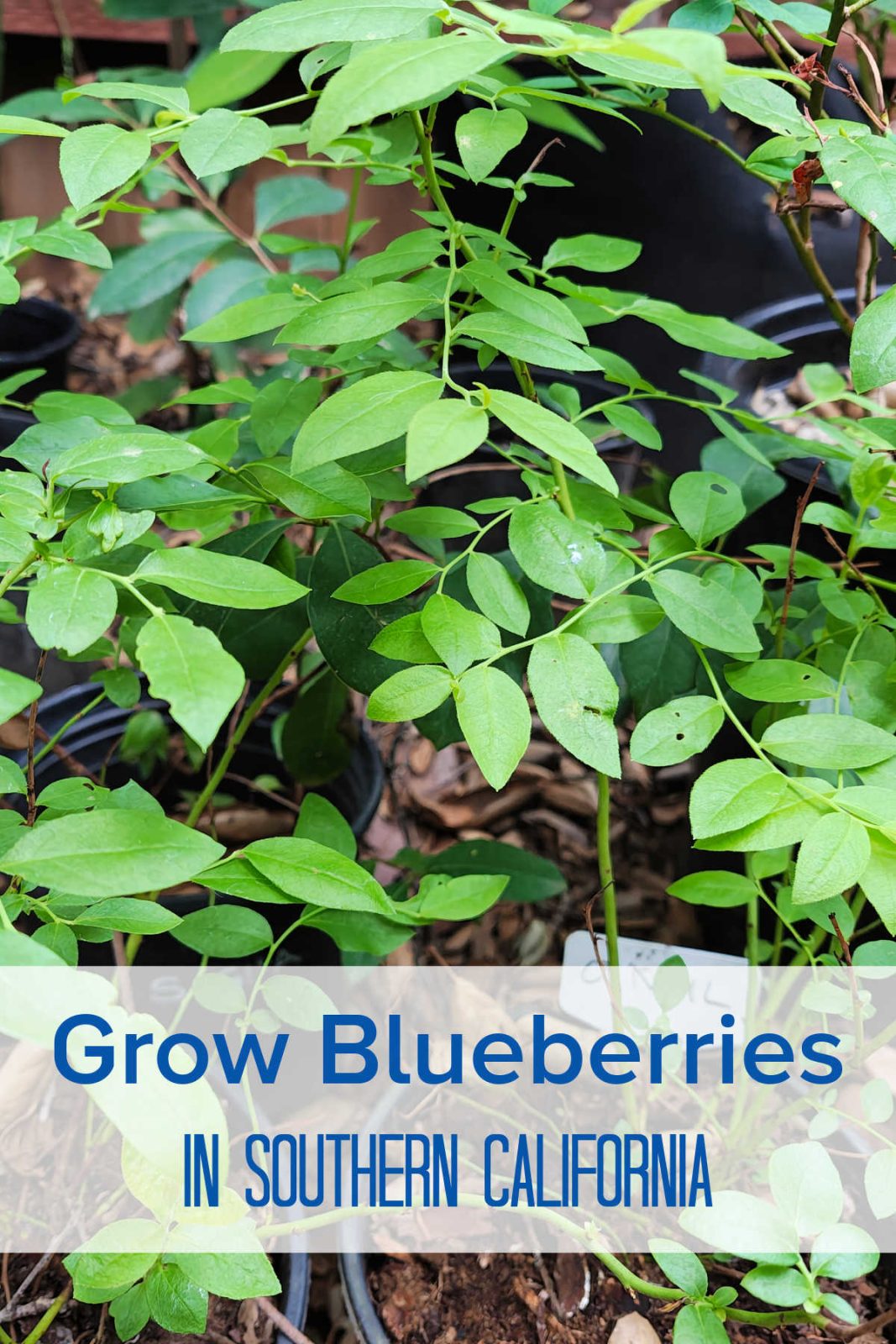 Discover how to successfully grow blueberries in Southern California (Zone 10b). Learn about low-chill varieties, container soil tips, and harvesting sweet berries.