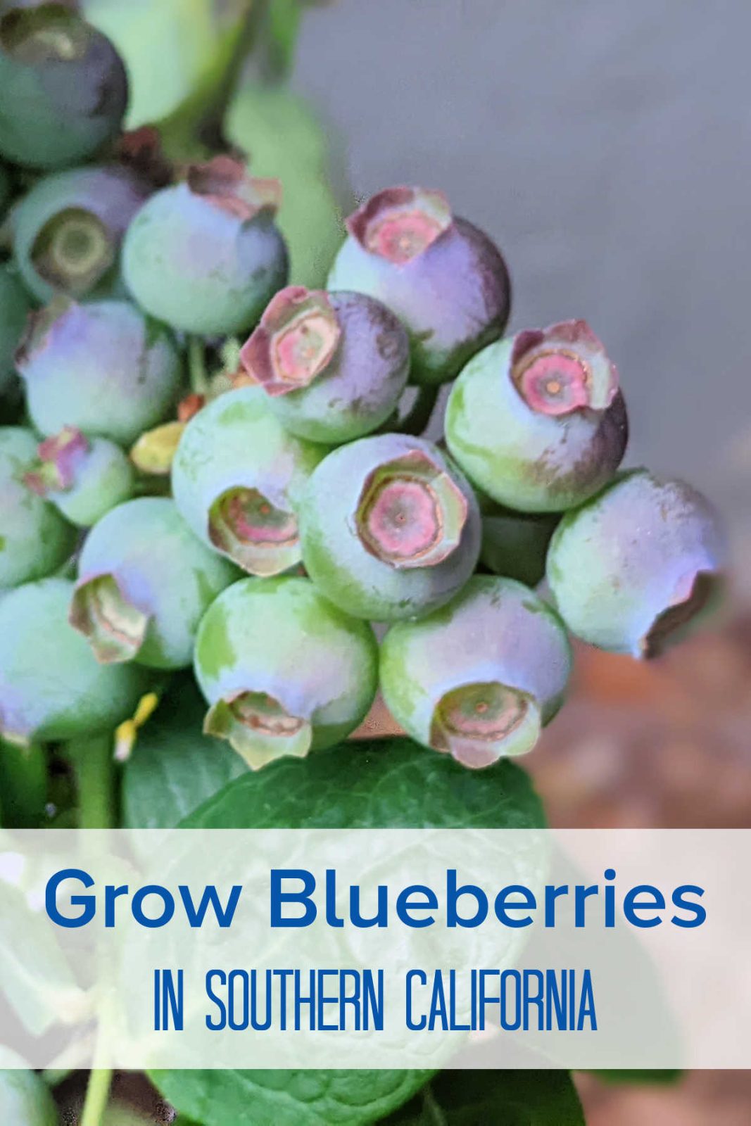 Discover how to successfully grow blueberries in Southern California (Zone 10b). Learn about low-chill varieties, container soil tips, and harvesting sweet berries.