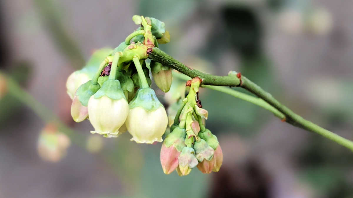 southern california blueberry plant flowers