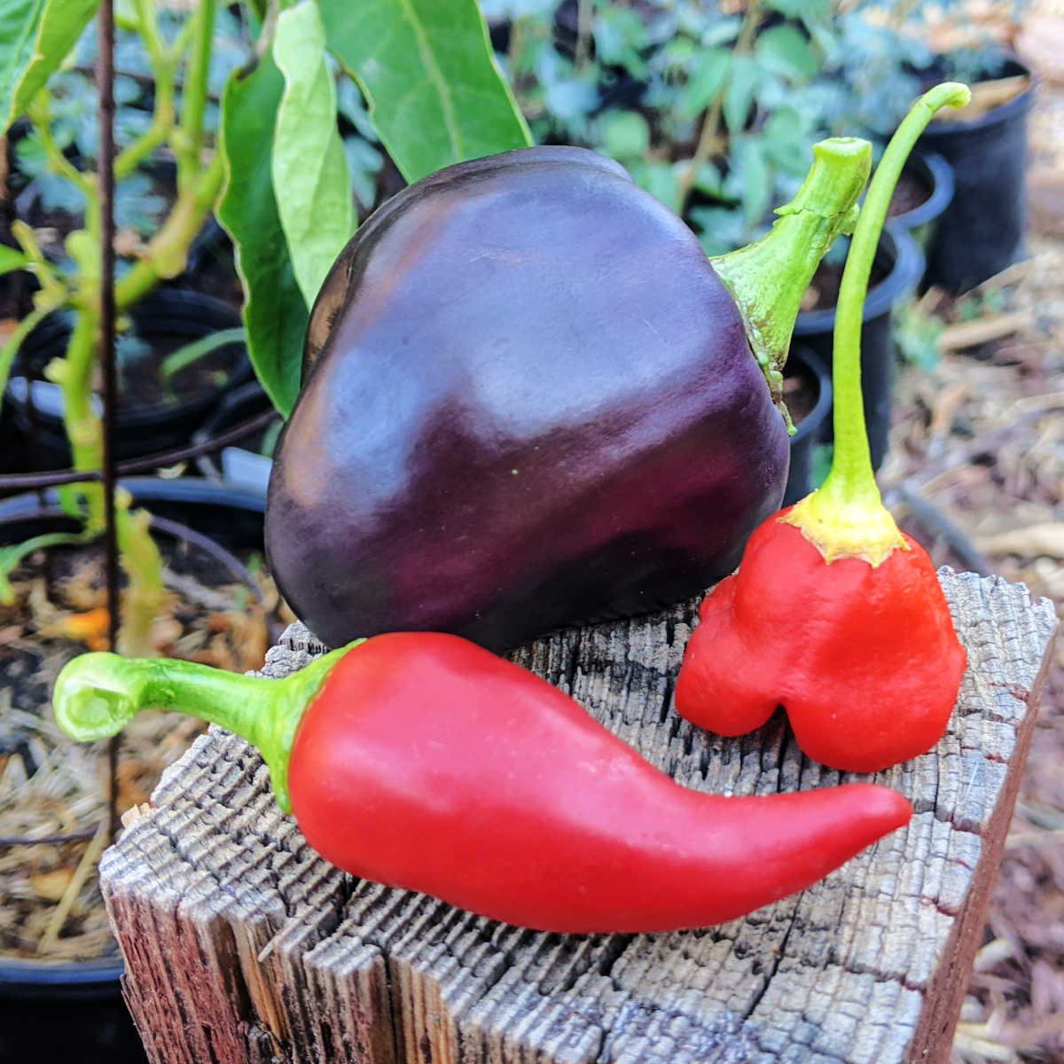 Purple Beauty Mad Hatter Floral Gem Peppers Zone 10B