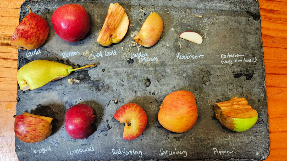 apple tasting gopher glen apple farm slo