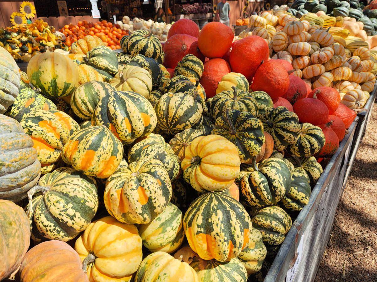 avila valley barn fall pumpkins