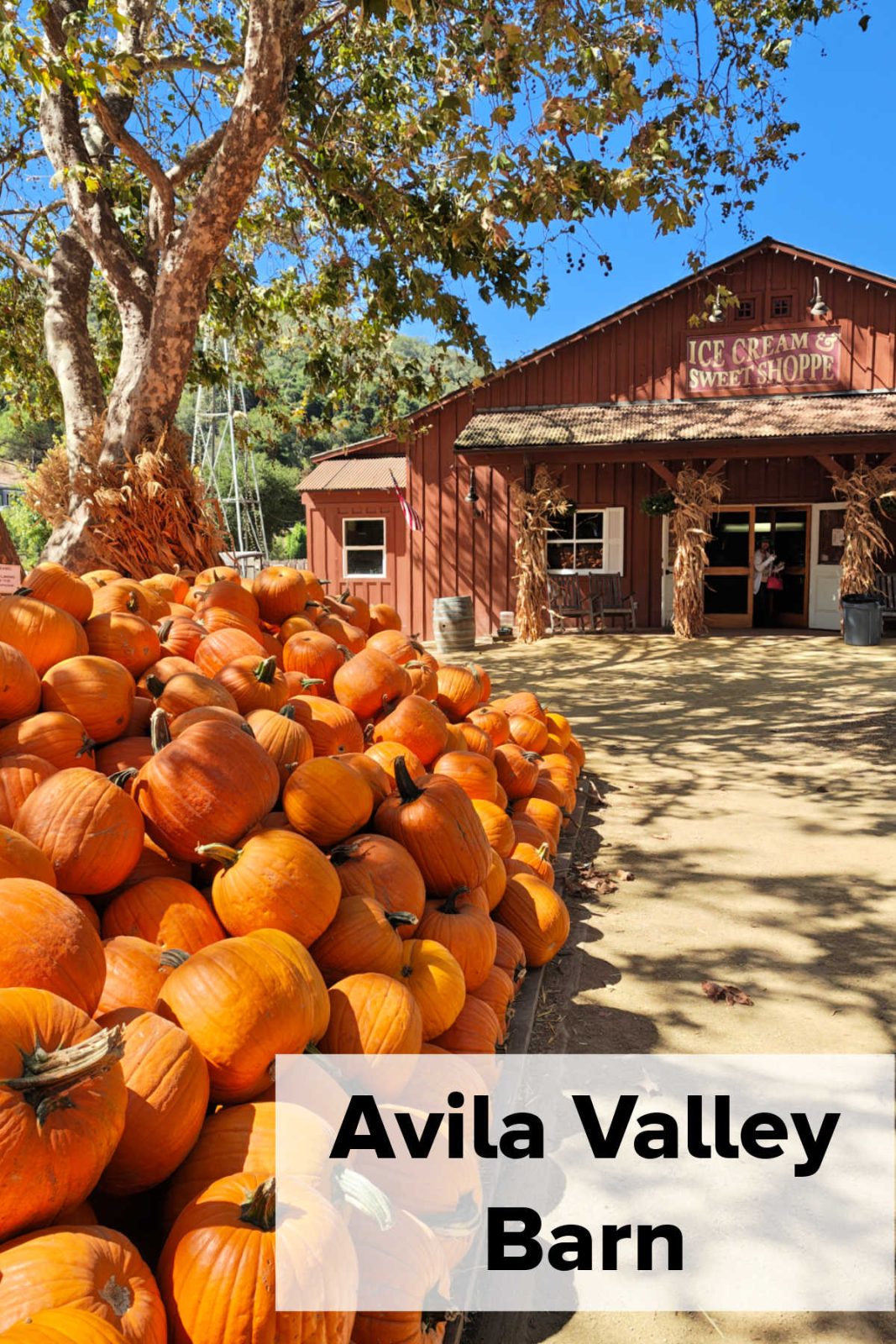 avila valley barn pumpkins