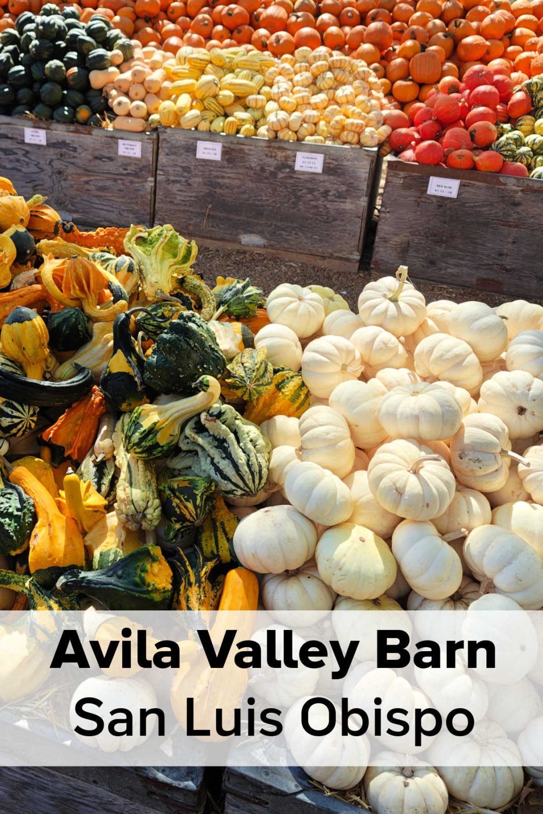 avila valley barn san luis obispo pumpkin gourds