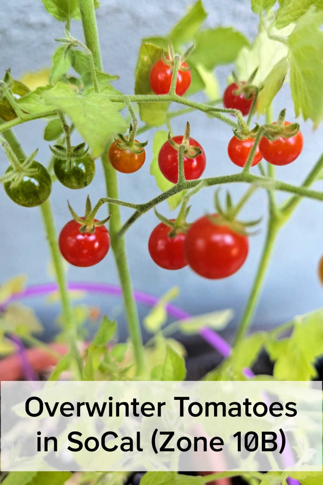 Discover how to easily overwinter tomatoes and peppers in Southern California (Zone 10b). Learn simple pruning, care tips, and how to get multi-year harvests without replanting.