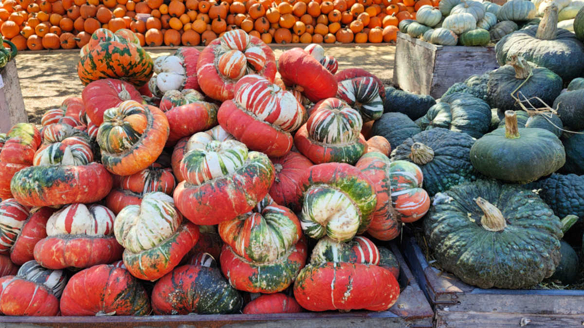 fall pumpkins avila valley barn