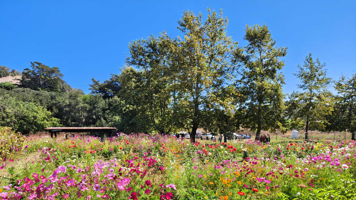 flower fields upick