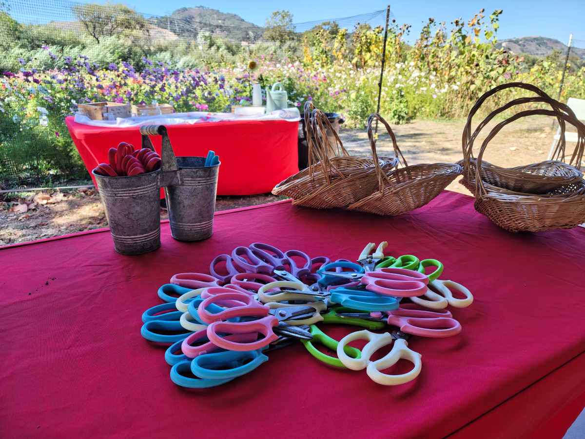 flower picking supplies u-pick flowers