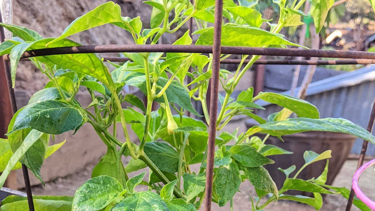 how to overwinter pepper plant in california