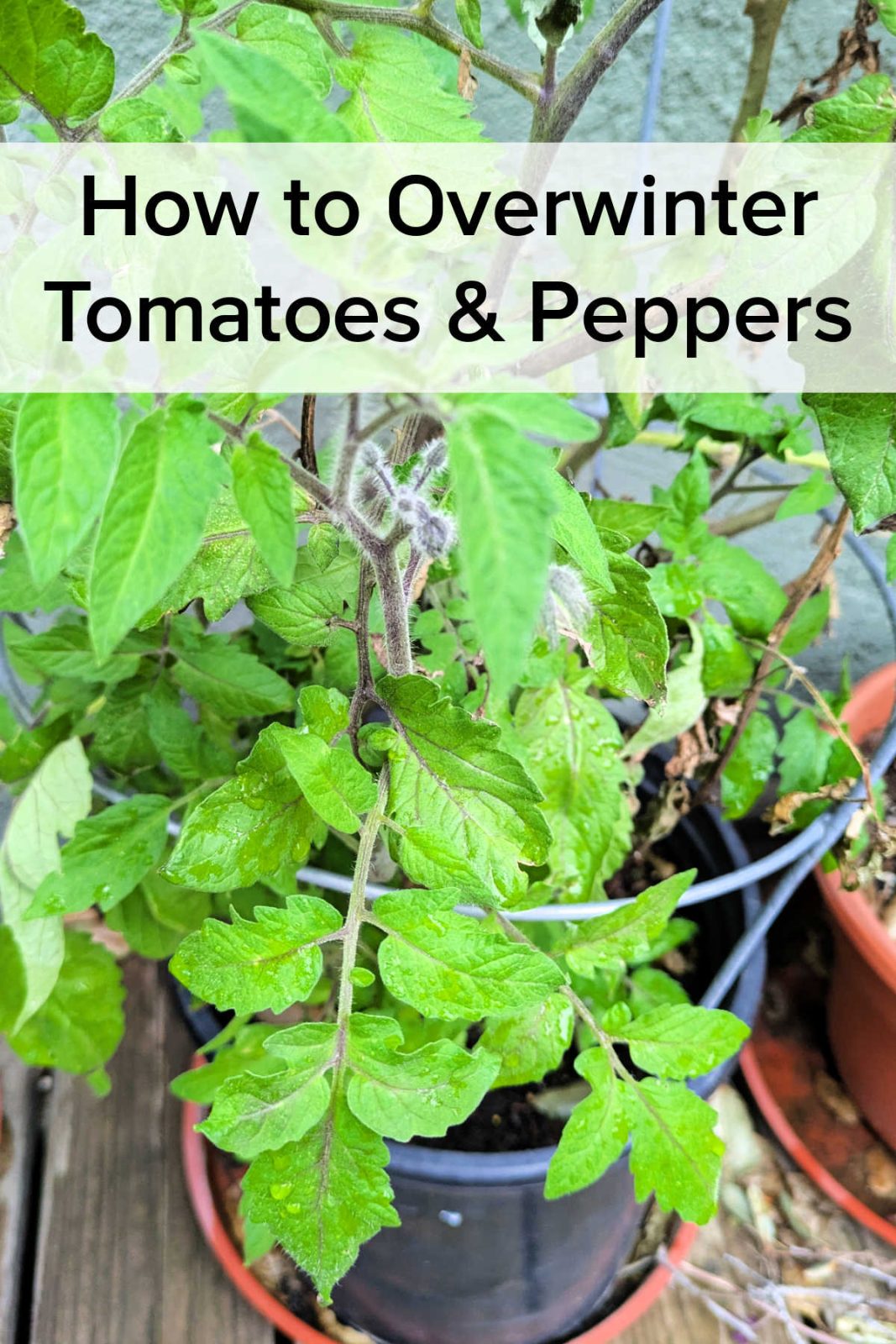Discover how to easily overwinter tomatoes and peppers in Southern California (Zone 10b). Learn simple pruning, care tips, and how to get multi-year harvests without replanting.