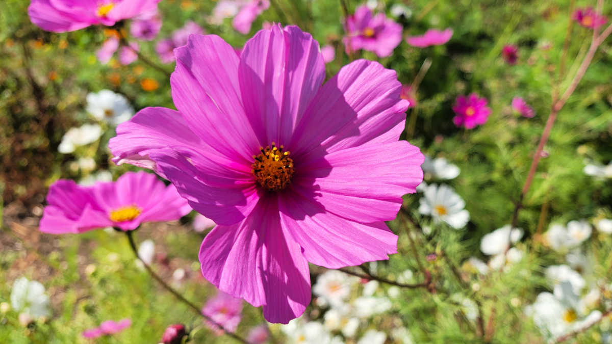 organic upick farm slo