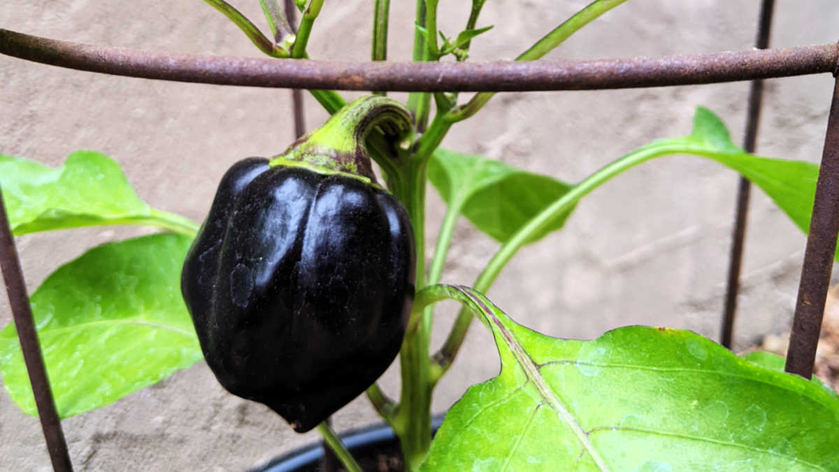 overwinter purple beauty pepper