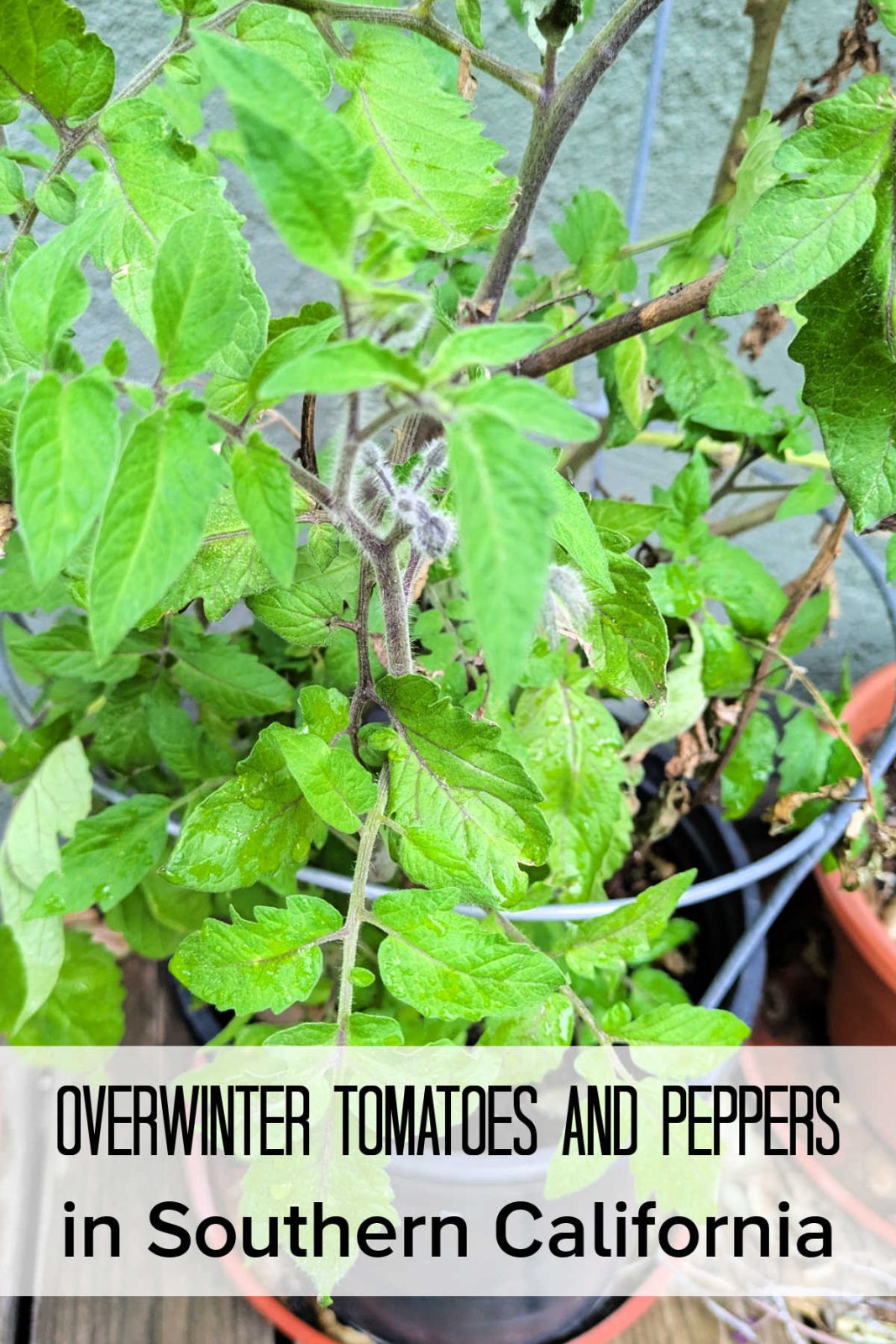 Discover how to easily overwinter tomatoes and peppers in Southern California (Zone 10b). Learn simple pruning, care tips, and how to get multi-year harvests without replanting.