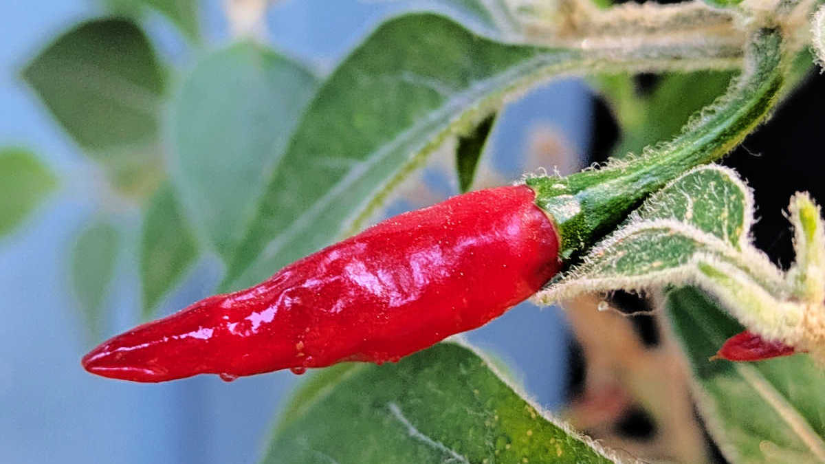 pepper on overwinter pepper plant in southern california