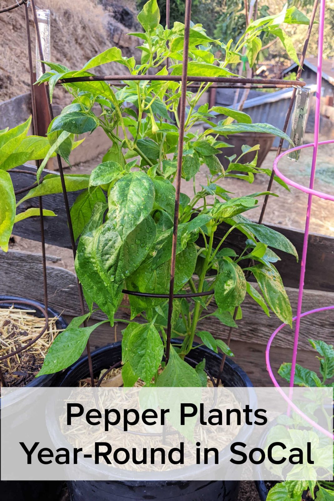 Discover how to easily overwinter tomatoes and peppers in Southern California (Zone 10b). Learn simple pruning, care tips, and how to get multi-year harvests without replanting.